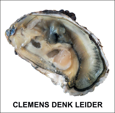 CLEMENS DENK LEIDER 7